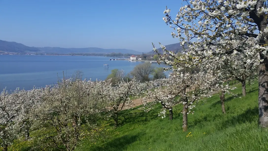 Seeufer mit Spazierweg und Bäumen